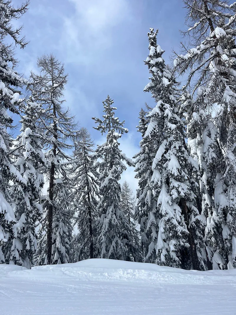 Snow-laden fir trees beside a piste