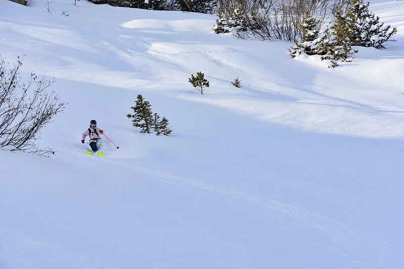 Skiing fresh snow among the pines